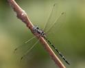 Eusynthemis nigra male-1877